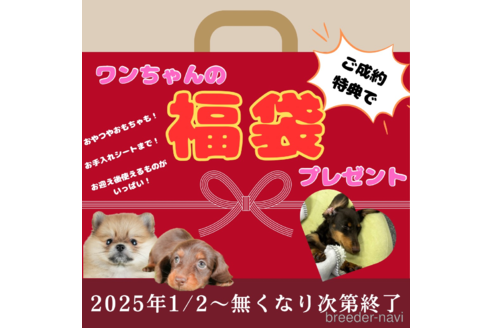 成約済の茨城県のカニンヘンダックスフンド(ロングヘアード)-360894の3枚目
